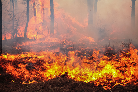 Feu de forêt Feu de forêt