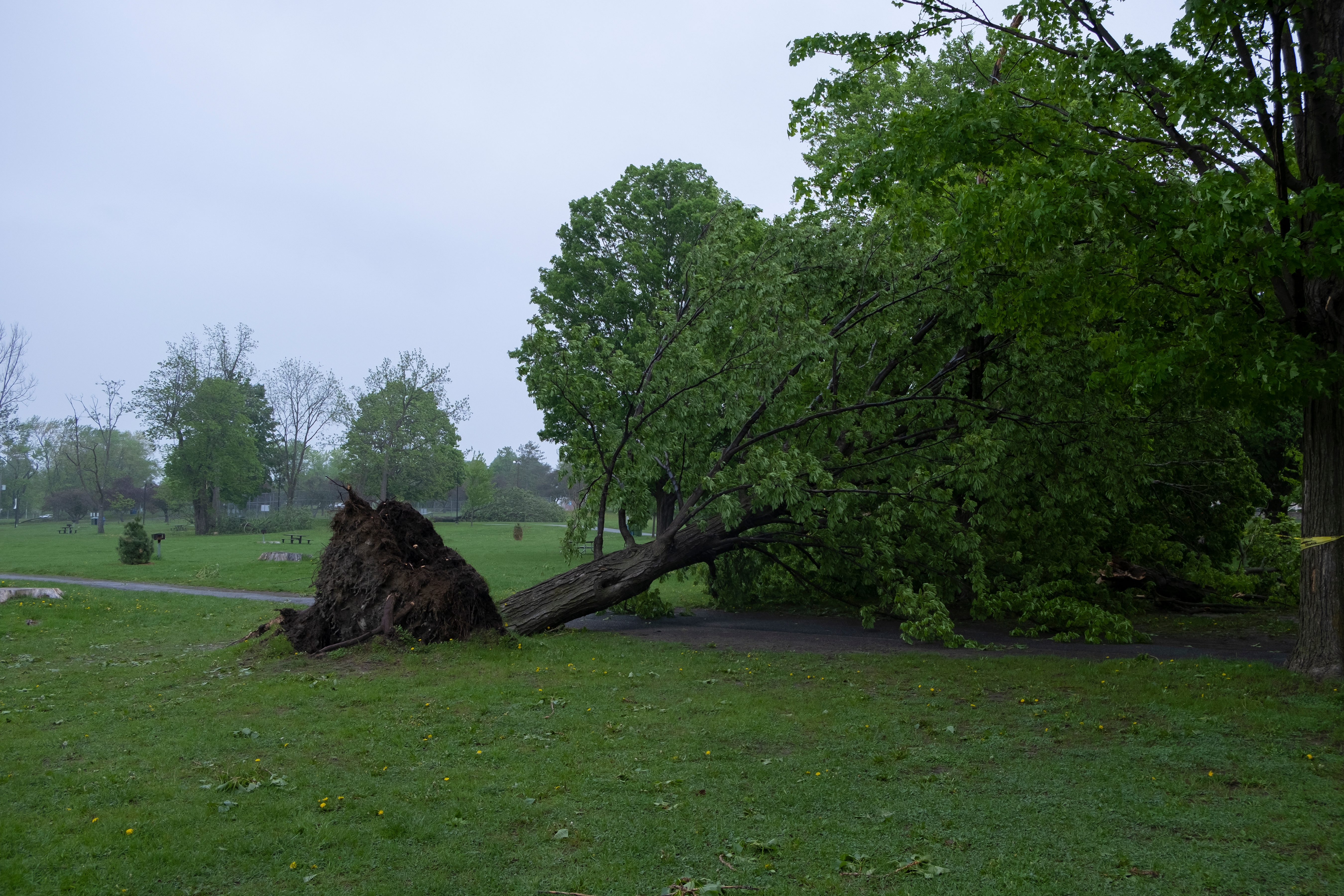Uprooted tree in hurricane aftermath.