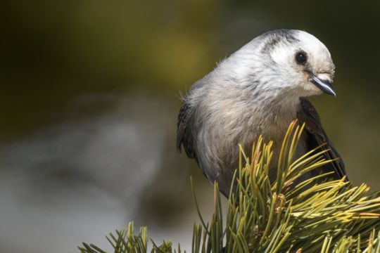 L’oiseau national du Canada est le mésangeai du Canada L’oiseau national du Canada est le mésangeai du Canada.