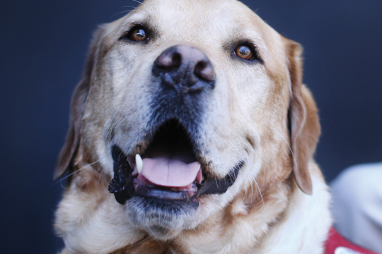B.C Guide Dogs Golden retriever.