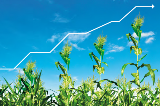 l'inflation alimentaire Graphique de l'inflation alimentaire montrant une ligne brisée s'élevant au-dessus de tiges de maïs.