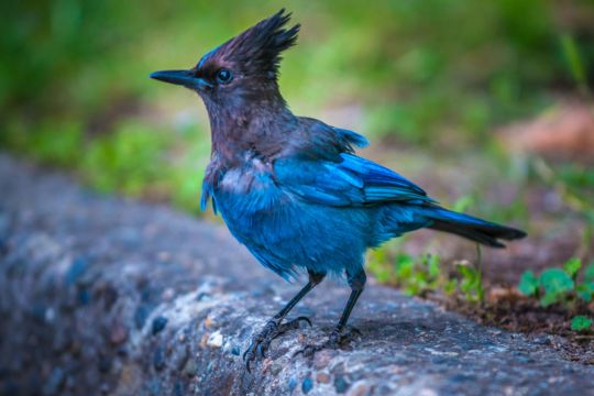 Steller's jay.