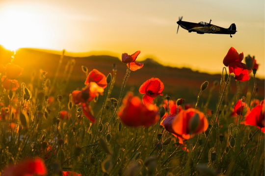 Spitfire aircraft flying over a field of poppies at sunset.