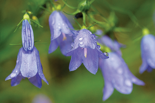 Harebell.