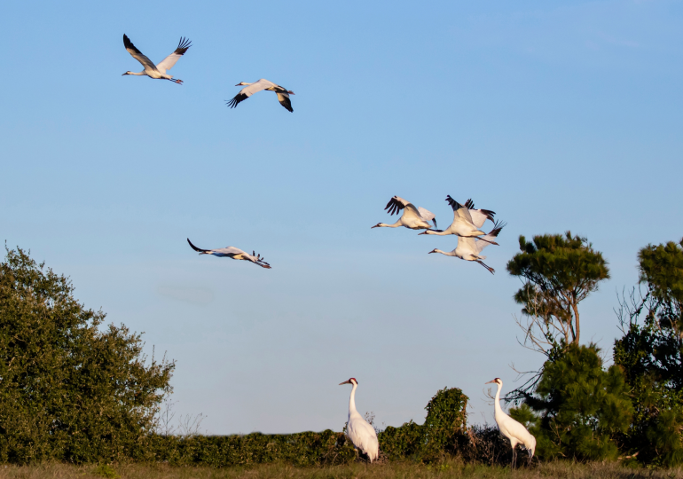 Whooping cranes in flight.