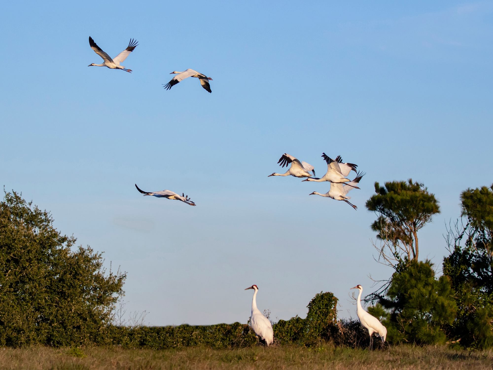 Whooping cranes in flight.