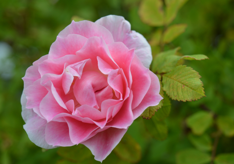 Rosa 'Martin Frobisher,' the first rose in Canada's Explorer series.