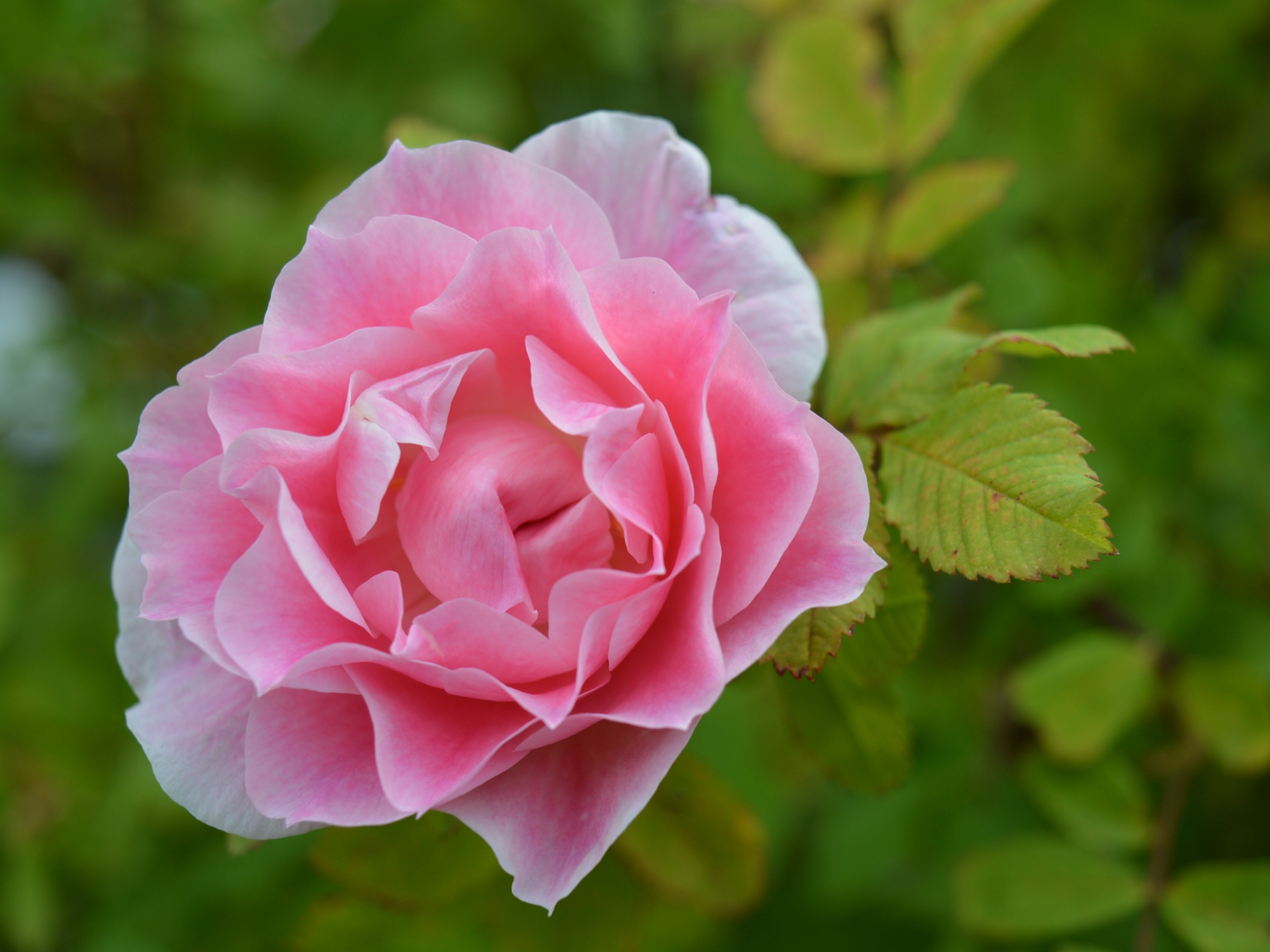 Rosa 'Martin Frobisher,' the first rose in Canada's Explorer series.
