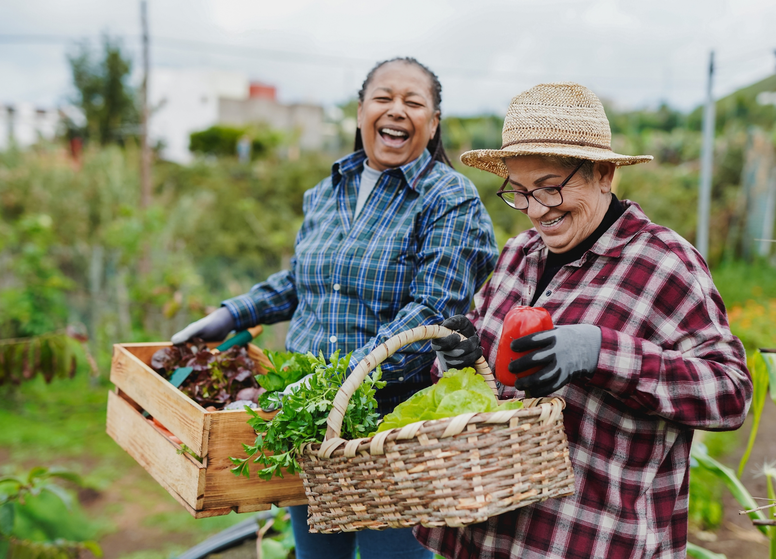 Two [AJ5.1]older adult women working together in a community garden.